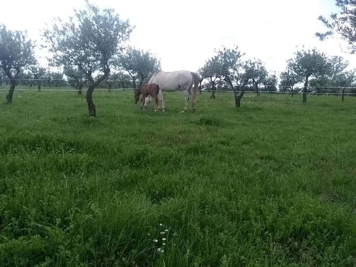 Studio Independant Dans Ferme Equestre Apartment Aups Bagian luar foto